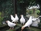 WITTE Duiven en Kleur Duiven., Meerdere dieren, Overige soorten