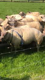 Rouge x Texelaar dekram, Dieren en Toebehoren, Schapen, Geiten en Varkens, Mannelijk, Schaap