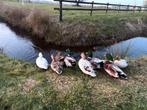 Kwaker woerden te koop/ruil, Dieren en Toebehoren, Pluimvee, Mannelijk, Eend