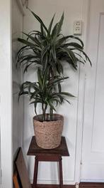 Mooie Dracaena huiskameplant ong 1 meter hoog incl pot, Huis en Inrichting, Ophalen of Verzenden, Halfschaduw