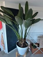 Strelitzia met pot, Ophalen of Verzenden, Halfschaduw