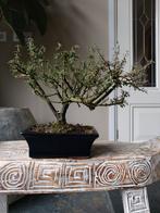 Cotoneaster Bonsai, Tuin en Terras, Bloeit niet, Halfschaduw, Minder dan 100 cm, Overige soorten