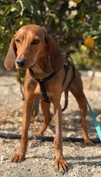 Leona prachtige 2 jarige dame, verblijft op Cyprus, Rabiës (hondsdolheid), Handelaar, 1 tot 2 jaar, Buitenland