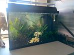 Juwel aqarium met inhoud monolux 60, Ophalen, Gebruikt, Gevuld zoetwateraquarium
