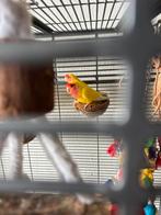 Argapornissen en kooi, Dieren en Toebehoren, Meerdere dieren, Parkiet