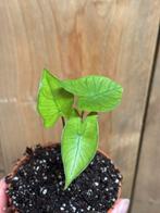 Alocasia zebrina lemon lime variegata plant, Huis en Inrichting, Kamerplanten, Ophalen of Verzenden, Halfschaduw, Minder dan 100 cm