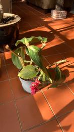 Gratis kamerplant, Huis en Inrichting, Ophalen, Halfschaduw, Minder dan 100 cm