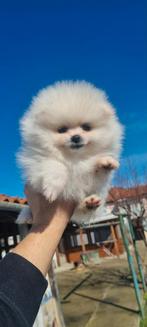 Pomeriaan pups, Particulier, Keeshond, 8 tot 15 weken, Buitenland