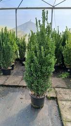 NERGENS ANDERS TE KOOP!! Euonymus Green Spire 100+, Ophalen of Verzenden, Overige soorten, Haag, 100 tot 250 cm