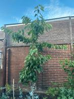 Kersenboom, Tuin en Terras, Ophalen of Verzenden, Volle zon, Overige soorten