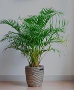 Goudpalm kamerplant, Ophalen of Verzenden, Halfschaduw, Minder dan 100 cm