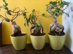 3 bonsaiboompjes 20 jaar oud, bonzai bonsai, Ophalen, Halfschaduw, In pot, Minder dan 100 cm