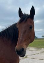 Verzorg(st)er gezocht Woubrugge, Ruiter of Bijrijder