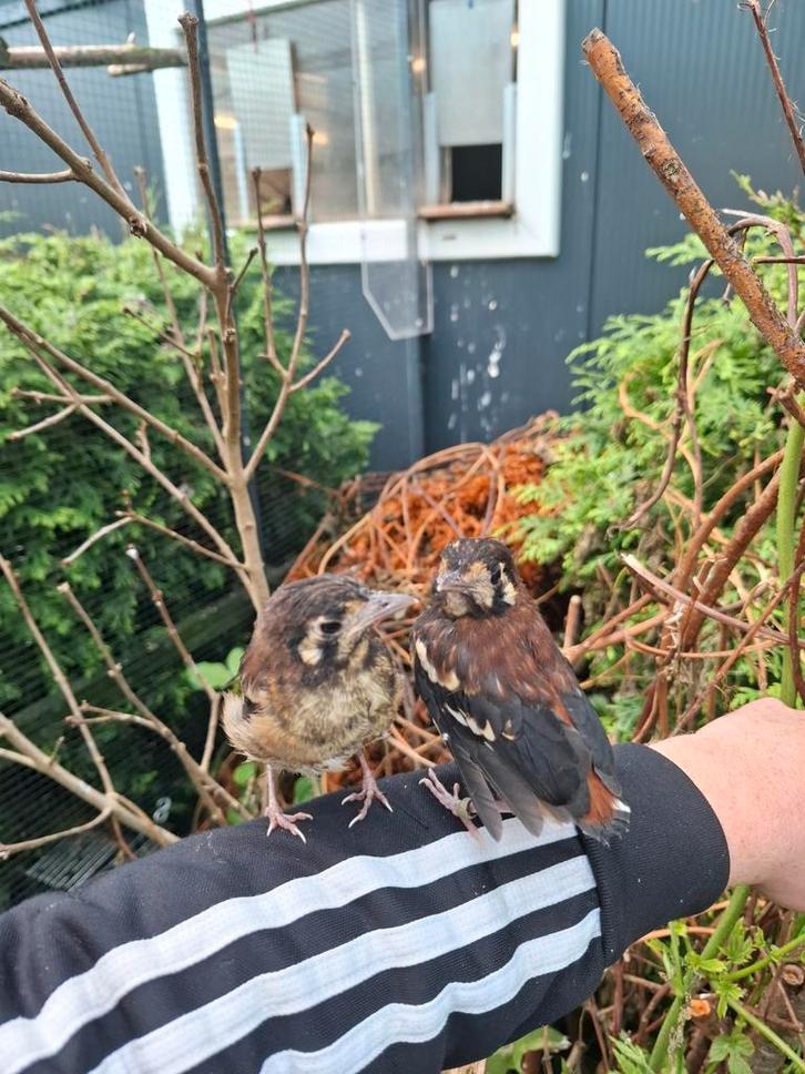 Kastanjeruglijster pop 2025, Dieren en Toebehoren, Vogels | Overige Vogels, Vrouwelijk, Geringd