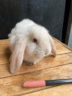 Apparte jonge franse hangoor rammetjes, Dieren en Toebehoren, Konijnen, Mannelijk, Groot, Hangoor