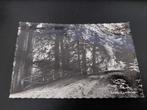 Aalten, Kloosterbos, gelopen, jaren '60, fotokaart., Verzamelen, Ansichtkaarten | Nederland, Verzenden, 1960 tot 1980, Gelopen