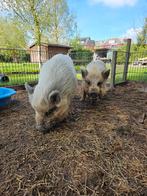 Lieve minivarkens, Dieren en Toebehoren, Schapen, Geiten en Varkens, Meerdere dieren, Varken