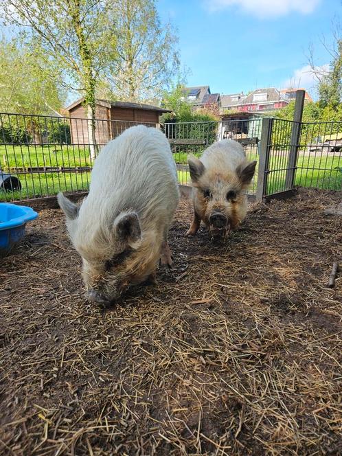 Lieve minivarkens, Dieren en Toebehoren, Schapen, Geiten en Varkens, Varken, Meerdere dieren
