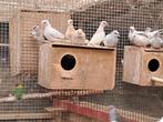 Diamant duifjes bont, Meerdere dieren, Parkiet