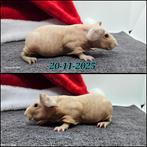 Skinny beertje, Dieren en Toebehoren, Cavia, Mannelijk, November, Tam