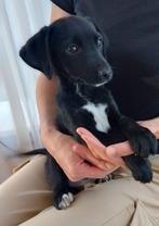 prachtige pups/puppy kruising borador/friese stabij te koop, Dieren en Toebehoren, Honden | Niet-rashonden, Reu, 8 tot 15 weken