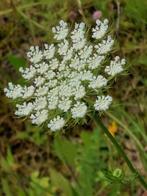 zaden Ammi majus, Verzenden, Voorjaar, Volle zon, Zaad