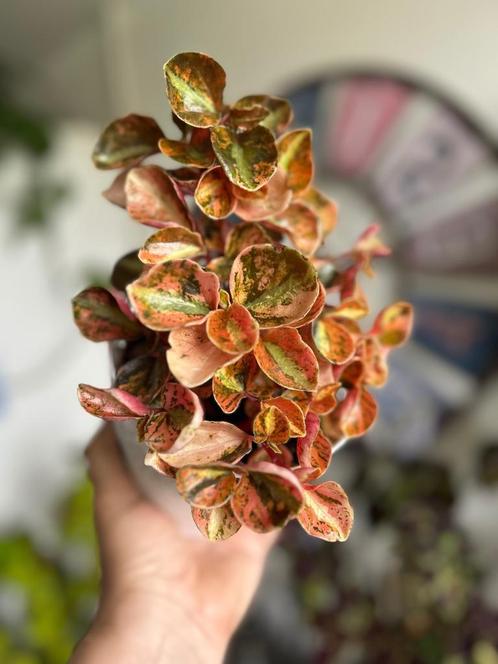 Peperomia metallica stekje, Huis en Inrichting, Kamerplanten, Groenteplant, Minder dan 100 cm, Groene kamerplant, Halfschaduw