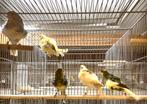 Fiorino, Dieren en Toebehoren, Meerdere dieren, Kleurkanarie