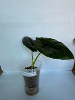 Alocasia nebula (7), Ophalen of Verzenden, Overige soorten, Minder dan 100 cm