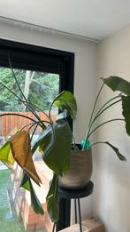 Strelitzia zonder pot, Ophalen, Overige soorten, Minder dan 100 cm