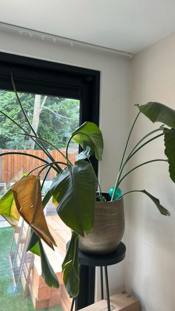 Strelitzia zonder pot beschikbaar voor biedingen