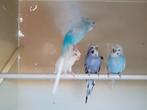 Te koop 4 hageromo parkieten, Dieren en Toebehoren, Vogels | Parkieten en Papegaaien, Meerdere dieren, Parkiet