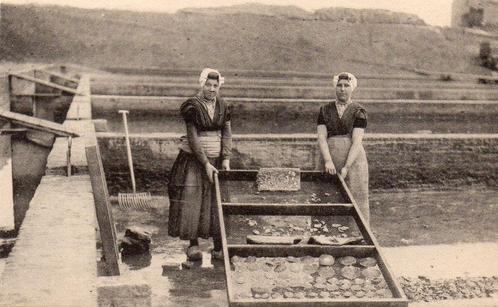Yerseke - De oester in alle Levensperioden - visserij, Verzamelen, Ansichtkaarten | Nederland, Ongelopen, Zeeland, Voor 1920, Ophalen of Verzenden