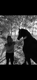 Bijrijder gezocht voor onze lieve knuffel Bear (Leeuwarden), Dieren en Toebehoren, Paarden en Pony's | Verzorgingsproducten, Ophalen of Verzenden