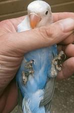 Prachtige piep jonge agapornis fisheri opaline violet man, Dieren en Toebehoren, Vogels | Parkieten en Papegaaien, Mannelijk, Dwergpapegaai of Agapornis