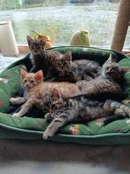 Lieve kittens te koop., Dieren en Toebehoren, Meerdere dieren