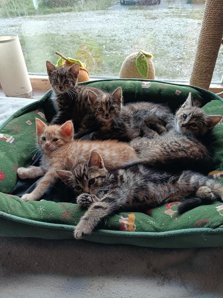 Lieve kittens te koop., Dieren en Toebehoren, Katten en Kittens | Overige Katten, Meerdere dieren