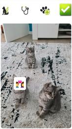 Bristse korthaar & Ragdoll Kittens, Dieren en Toebehoren, Katten en Kittens | Raskatten | Korthaar, Kater, Ontwormd