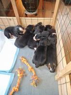 Pups grote Zwitserse sennenhond met Stamboom, Particulier, Meerdere, 8 tot 15 weken, Sennenhond