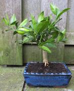 Citroen Bonsai- Citrus Limon- Vruchtdragend- 23 cm Hoog, Huis en Inrichting, Kamerplanten, Minder dan 100 cm, Bloeiende kamerplant
