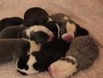 Prachtige Old English Bulldog pups, Parvo, 8 tot 15 weken, Bulldog, Meerdere