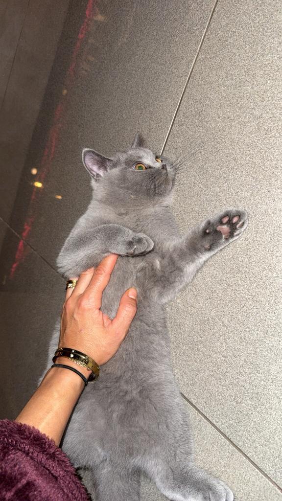 Britse korthaar, Dieren en Toebehoren, Katten en Kittens | Raskatten | Korthaar, Poes, Ontwormd