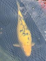 Koi Shiro Utsuri I 45 cm, Dieren en Toebehoren, Vissen | Vijvervissen, Karper of Koi