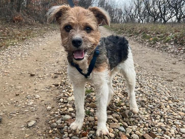 Darla een vrolijk en actief meisje, Dieren en Toebehoren, Honden | Niet-rashonden, Middel, Teef, Particulier, Eén hond, Buitenland