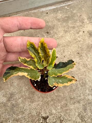 Begonia ‘Dainty Spray Sport’ variegated beschikbaar voor biedingen