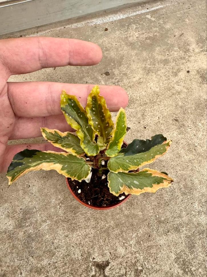 Begonia ‘Dainty Spray Sport’ variegated, Huis en Inrichting, Kamerplanten, Overige soorten, Minder dan 100 cm, Verzenden