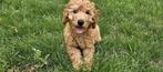 Hondenliefhebber gezocht om onze puppy uit te laten