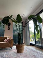 Prachtige strelitzia, Huis en Inrichting, Ophalen, Overige soorten, 200 cm of meer