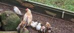 Serama Haantjes en hennetjes, Dieren en Toebehoren, Meerdere dieren, Kip