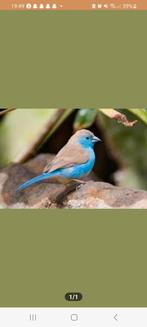 Gezocht Blauwkop blauwfazantje pop, Dieren en Toebehoren, Vrouwelijk, Tropenvogel